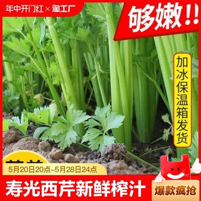 山东寿光芹菜新鲜带叶西芹水农产品基地应季榨汁