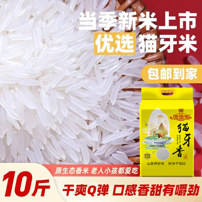 正宗长粒猫牙米2025年新米真空山泉水米原生态大米丝苗米长粒香米