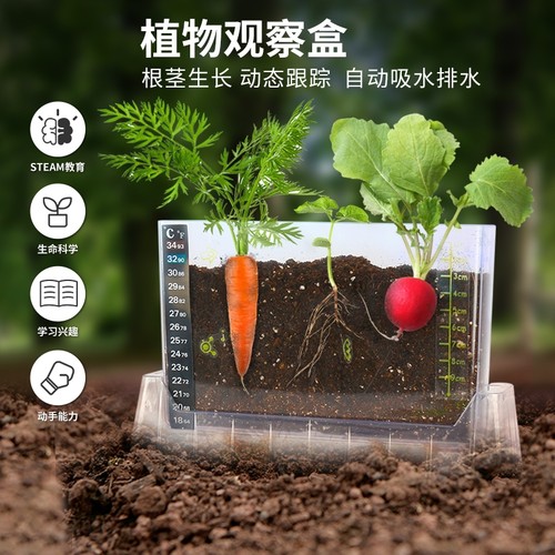阳光房种植玩具科学小实验