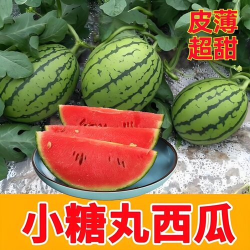 甘肃沙漠小糖丸西瓜爆甜2k