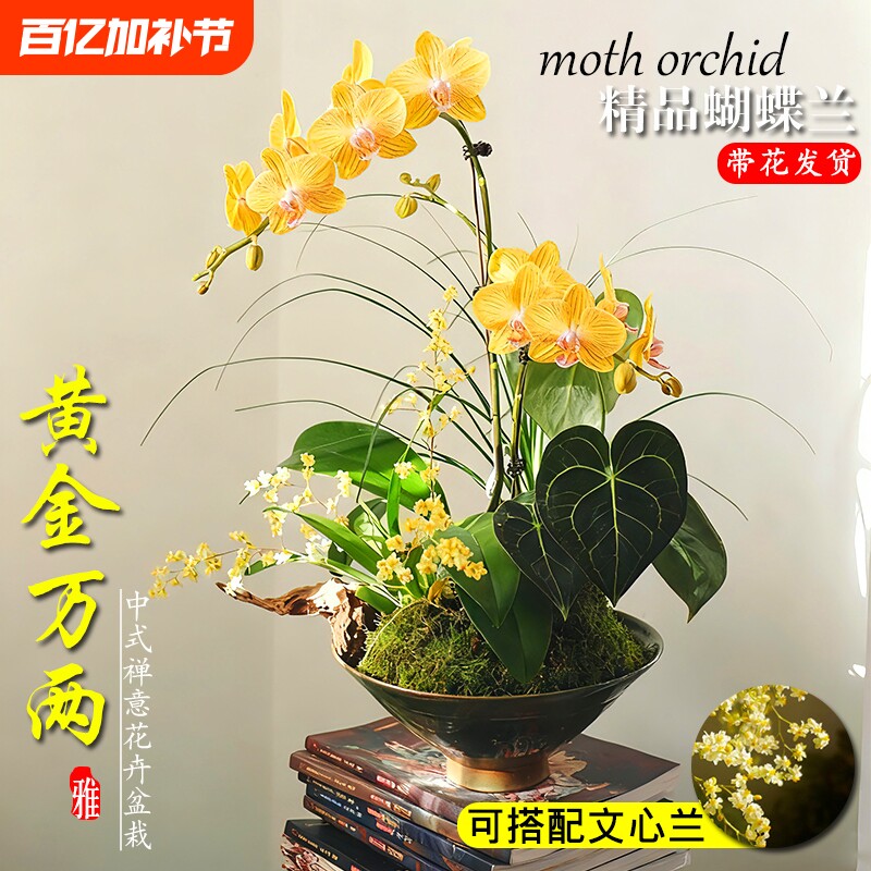 蝴蝶兰带花剑大苗香水文心兰花室内阳台好养浓香绿植盆栽年宵花卉