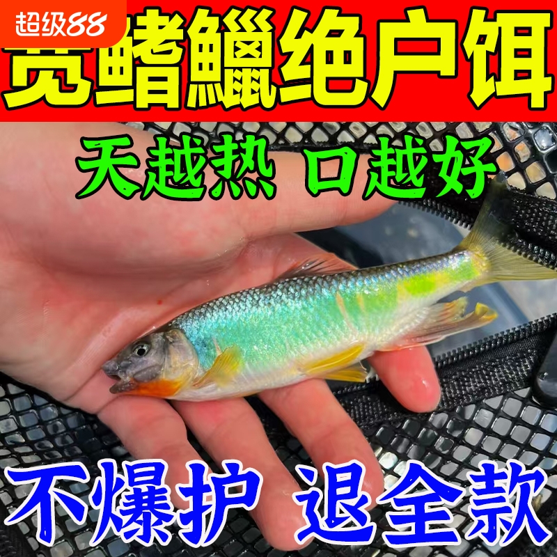 宽鳍鱲专用饵料野钓粉饵腥香型