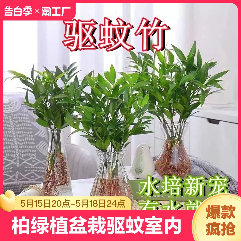 水培竹柏绿植富贵竹盆栽驱蚊竹水培植物室内客厅好养耐寒四季常青