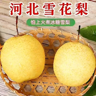 正宗赵县雪花梨产地直发当季水果薄皮彩箱止咳新鲜脆甜雪梨