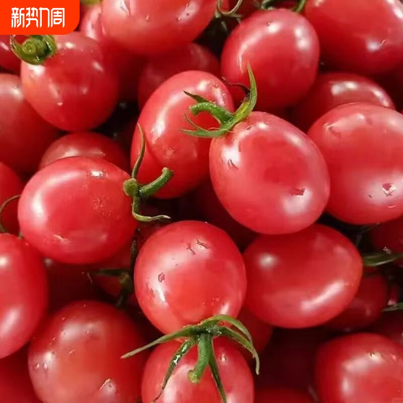 净重5斤现摘圣女果小番茄西红柿新鲜水果千禧小番茄新鲜蔬菜水果