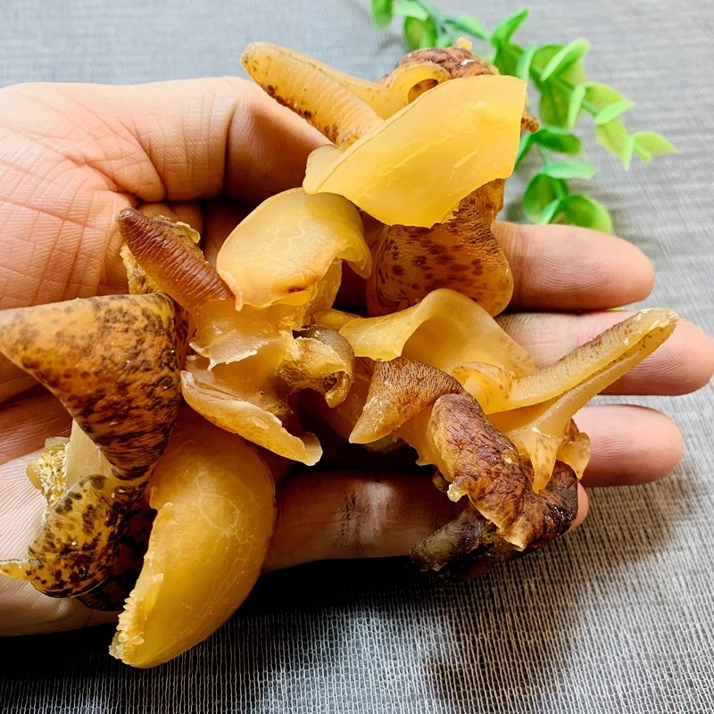 湛鱼纪海鲜干货高品质海螺响螺嘴