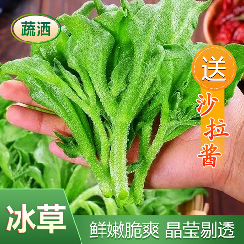 山东产地冰菜冰草新鲜现摘现发蔬菜火锅即食生吃凉拌沙拉送沙拉酱