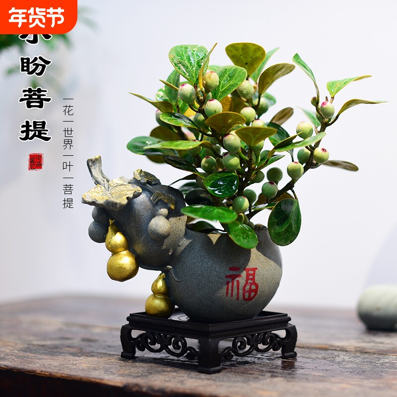 小盼菩提树盆栽室内客厅桌面四季好养盆景植物摆件茶桌办公室摆放