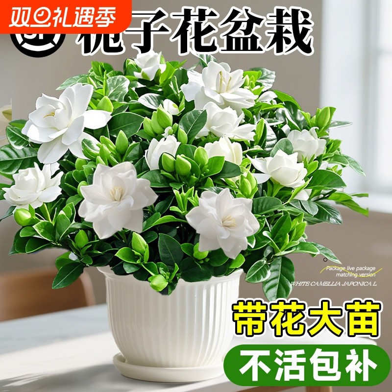 大盆栀子花盆栽四季开花树苗带花苞浓香型大叶独杆枝花水培绿植物