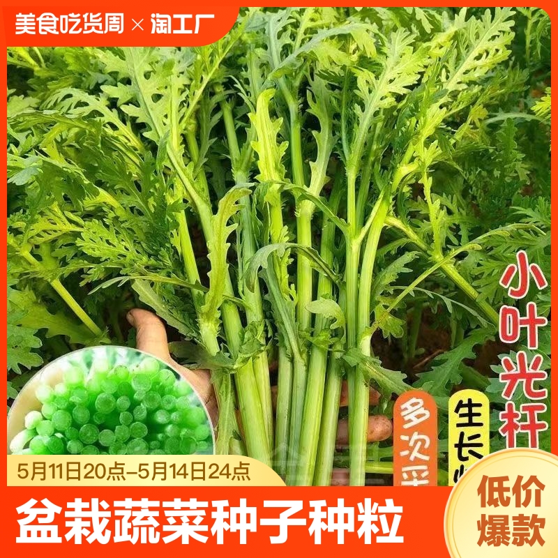 盆栽四季播蔬菜种子种籽茼蒿油菜瓜香菜芹菜籽开花阳台南方食用