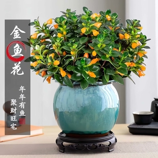 特价金鱼吊兰鱼花盆栽室内四季客厅开花好养阳台耐寒植物旺宅带花