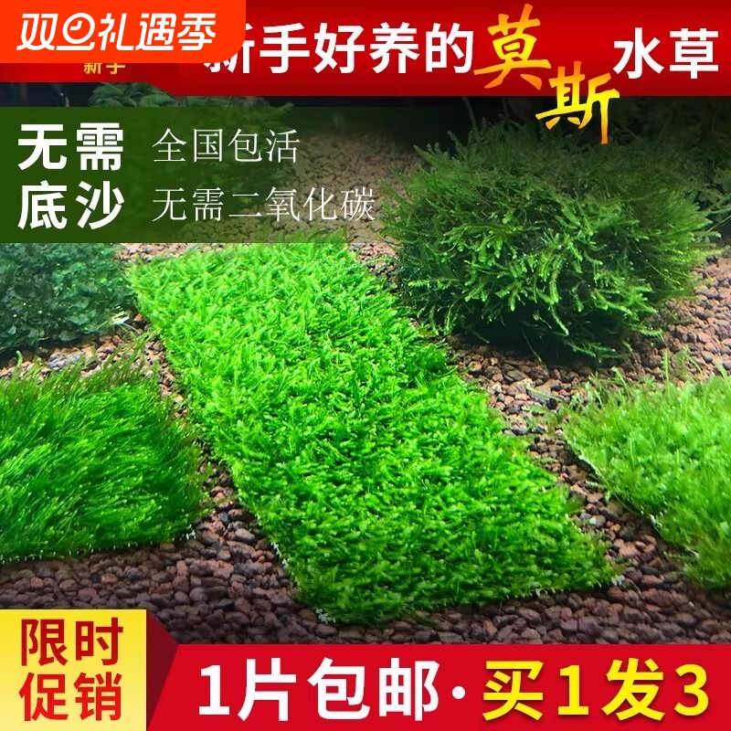 鱼缸莫斯水草植物活体慕斯片球散装莫丝树沉木大三角垂泪前景造景