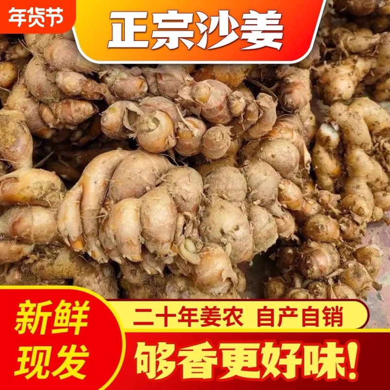广东正宗沙姜自种新鲜/山奈 白切鸡饭店酒店厨房煲汤卤味配料香浓