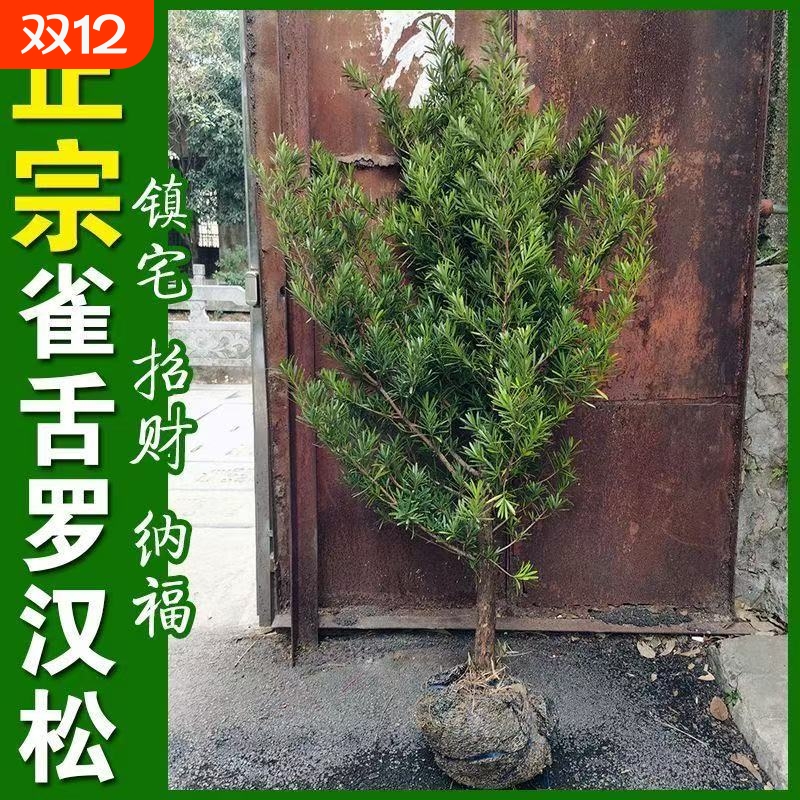 罗汉松树苗大树雀舌米叶迎客松老树桩别墅庭院盆栽盆景造型大树种