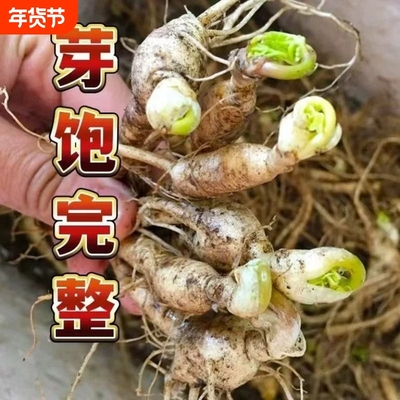 【吉林发货】长白山人参苗盆栽东北特产种植正宗带土活新鲜院子寒