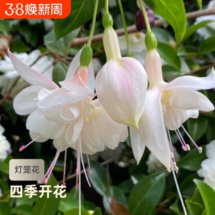 倒挂金钟花种籽花卉大全灯笼花种子室内外盆栽吊兰重瓣易种花种籽