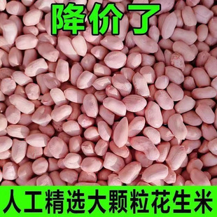 现剥新花生米生新货特级粉皮新鲜大粒花生米白沙不带壳花生仁榨油