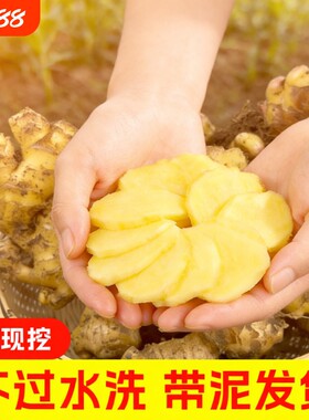 今年新云南小黄姜红河新鲜生姜老姜现挖高山沙姜土姜种子蔬菜批发