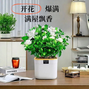 栀子花盆栽九里香办公室四季开花室内水培植物绿植发财树四季好养