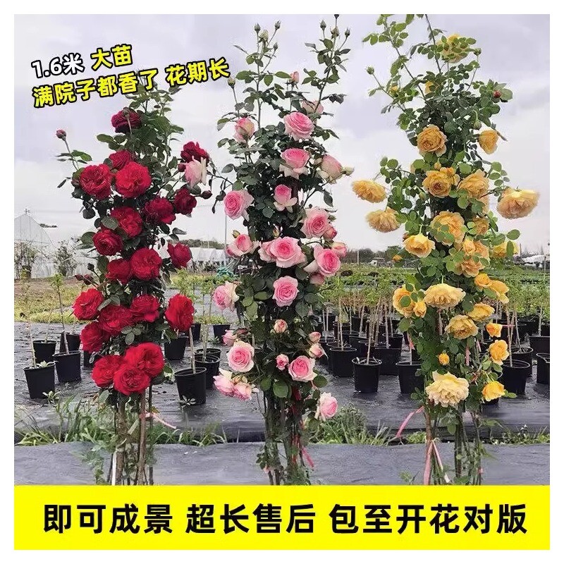 1米6特大蔷薇花苗藤本月季爬藤绿植物阳台四季开花卉盆栽玫瑰小苗