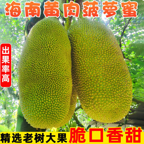 海南三亚黄肉菠萝蜜一整个