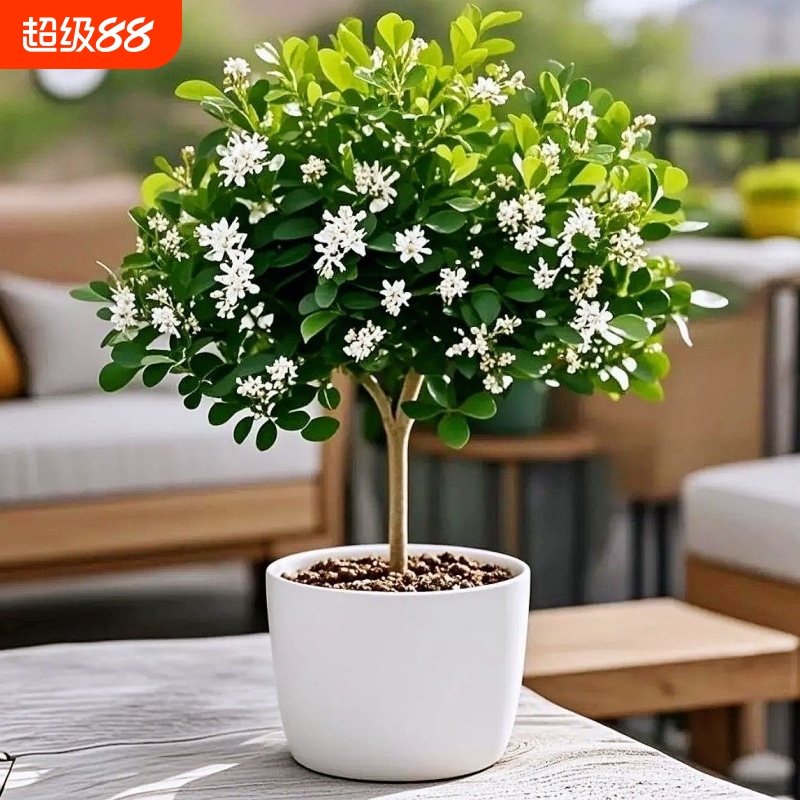 四季清香九里香多色耐寒耐热盆栽绿植物花卉独杆老桩驱蚊净化空气