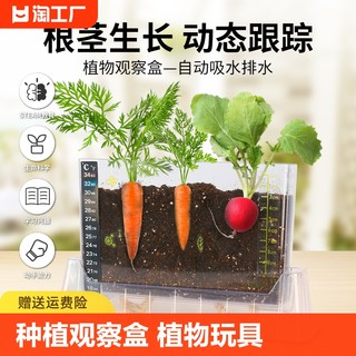 阳光房种植种菜植物生长观察盒学生物玩具儿童科学小实验套装材料