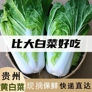虫眼白菜9/5斤贵州农家自种蔬菜黄心白菜现新鲜高原大白菜煮火锅