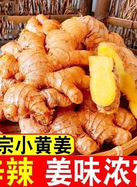 现挖小黄姜5斤新鲜农家自种生姜