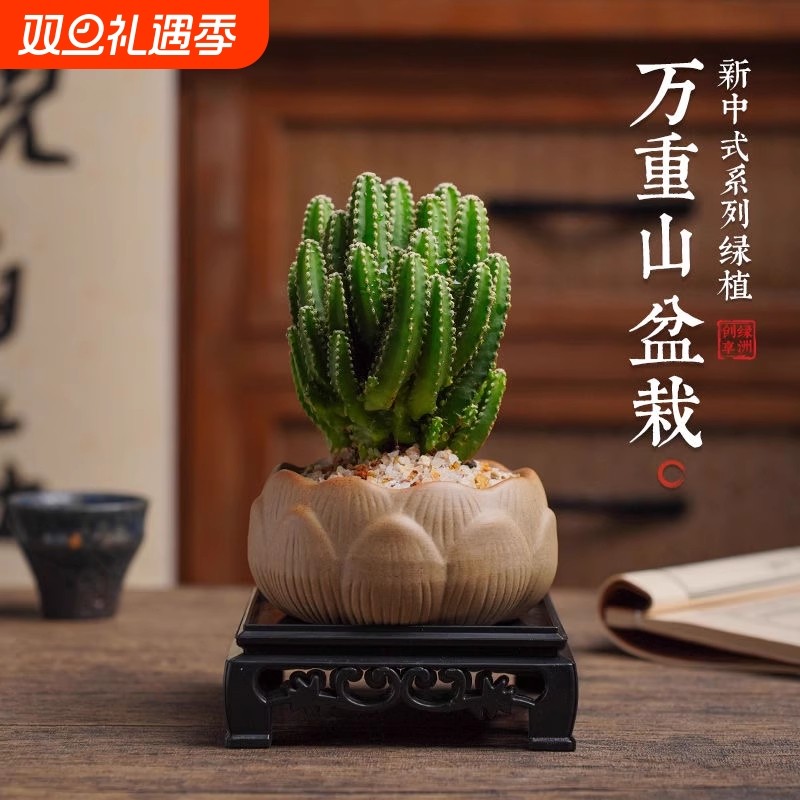 万重山盆景室内盆栽绿植花卉仙人掌四季好养多肉类植物仙人球类