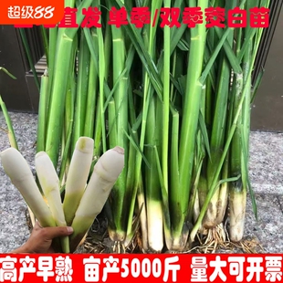 早熟茭白苗双季茭白种苗高产高瓜苗高笋种苗水笋水生蔬菜茭瓜苗