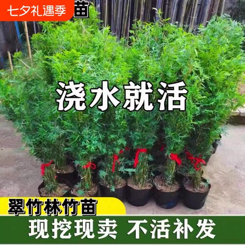 米竹盆栽丛生凤尾竹庭院植物阳台水培绿植观音竹好养盆景青竹子苗