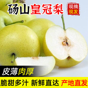正宗砀山皇冠青梨当季新鲜水果现摘薄皮梨子批发整箱脆甜可口多汁