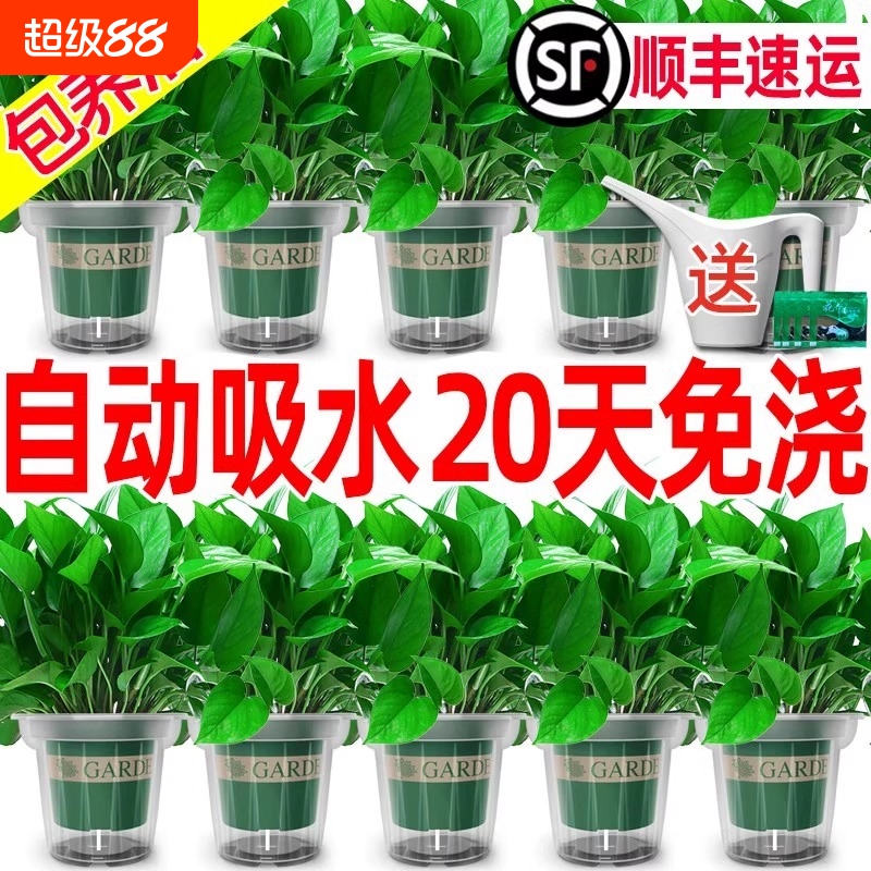 绿萝室内盆栽花卉植物吸除甲醛绿植水培长藤客厅好养桌面办公室