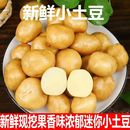 新鲜高山恩施小土豆黄皮正宗黄心土豆超小迷你小个洋芋 包邮