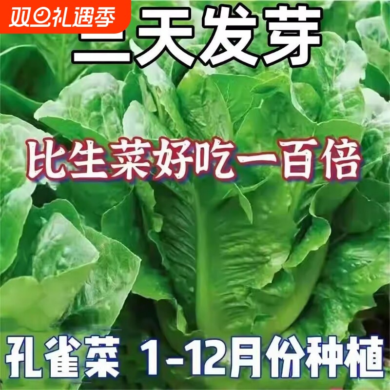 孔雀菜种子四季种籽大全生菜罗马沙拉奶油紫叶种孑阳台盆栽蔬菜种