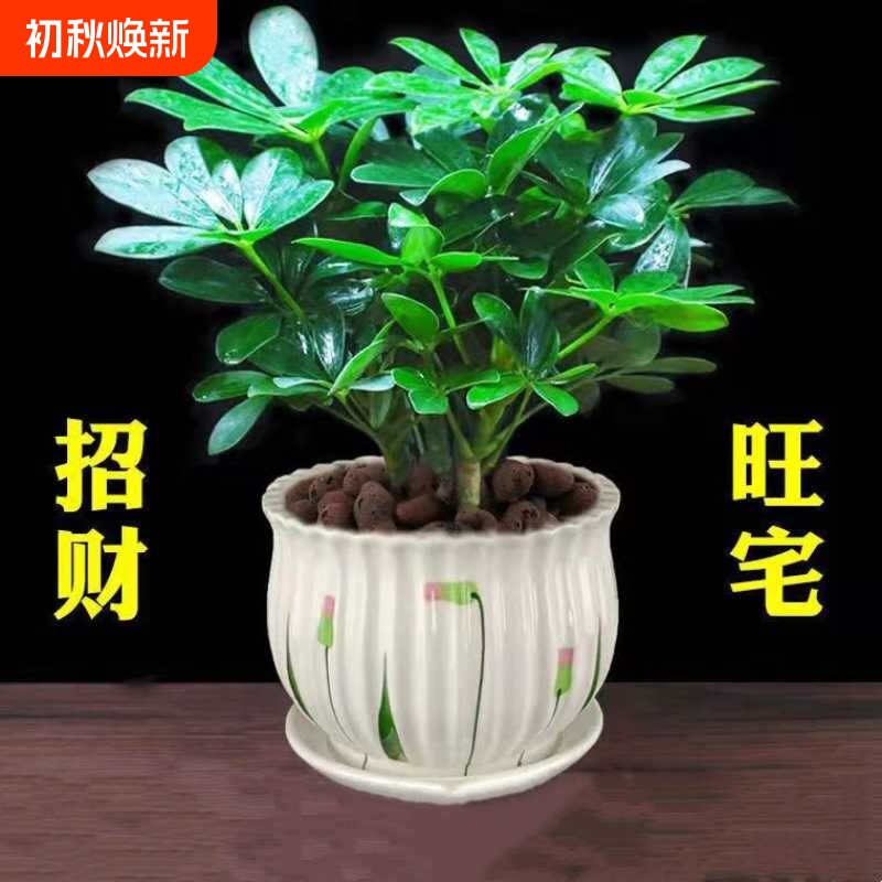 鸭脚木绿植盆栽|回头客超1900人