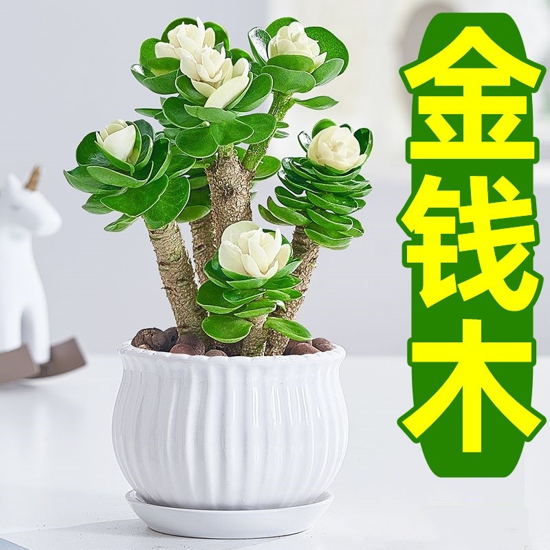 金钱木盆栽发财树老桩多肉植物小金钱树室内招财绿植花卉客厅桌面
