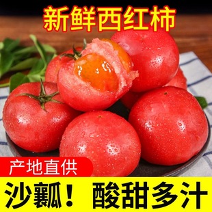 四川攀枝花供商超品质沙瓤西红柿普罗旺斯自然熟柿子蔬菜水果番茄
