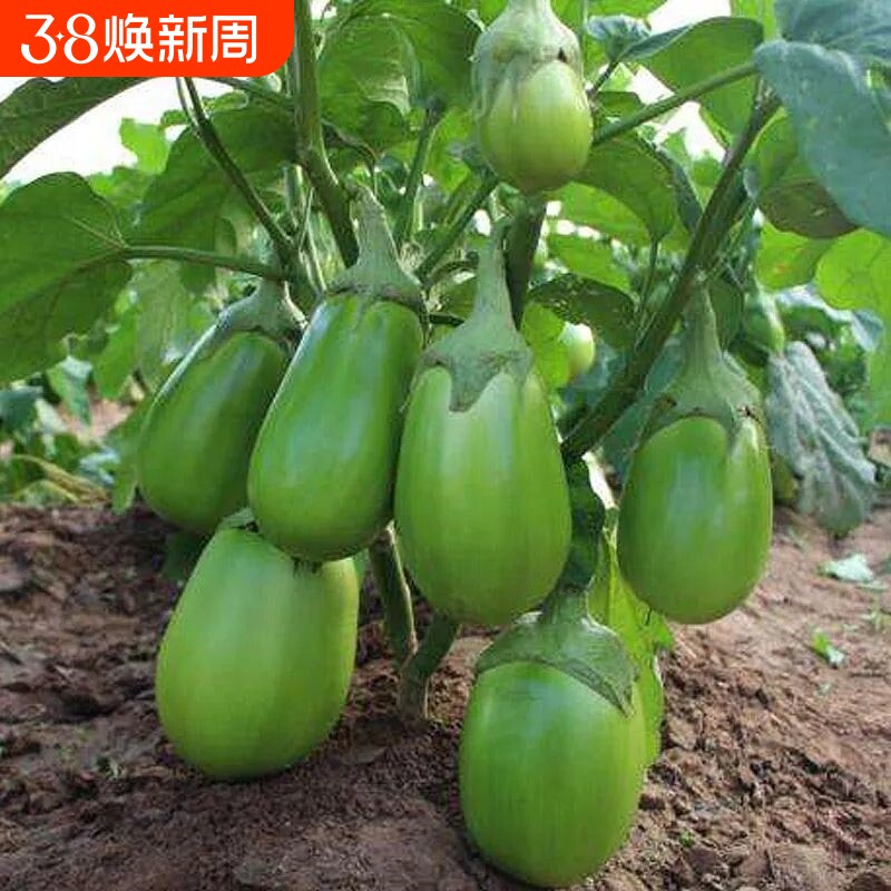 绿罐茄子种籽种子西安绿茄子青圆茄青皮四季秧苗盆栽蔬菜秧孑