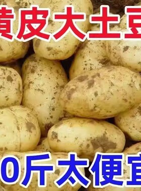 现挖土豆10斤新鲜包邮黄心