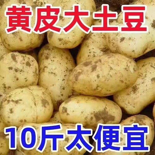 现挖土豆10斤新鲜包邮黄心