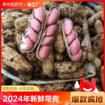 广东湛江下桥镇新鲜红皮花生2024年新鲜生花生湿花生带壳红皮花生