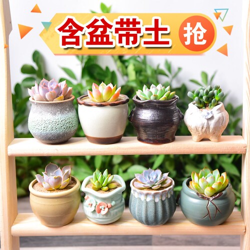 多肉植物带陶瓷花盆组合