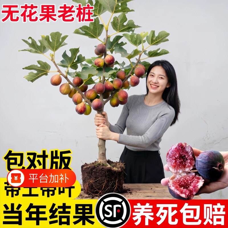 无花果树果苗特大果四季种植庭院阳台盆栽格莱斯波姬红当年结果苗
