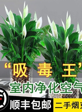 一帆风顺白掌盆栽绿萝花卉植物室内花水培绿植好养发财树吸除甲醛