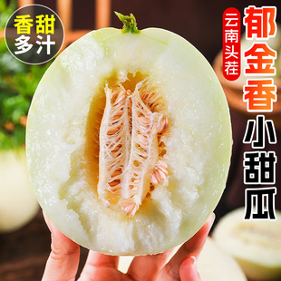 云南郁金香甜瓜新鲜采摘应季水果高香头茬小香瓜冰淇淋网纹哈蜜瓜
