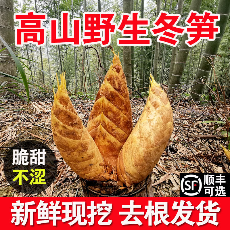 新鲜冬笋农家现挖5斤野生大冬笋鲜竹笋嫩笋尖特产批发10斤2025年
