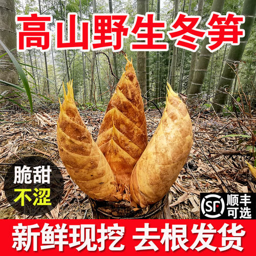 新鲜冬笋农家现挖5斤野生大冬笋鲜竹笋嫩笋尖特产批发10斤2025年