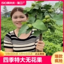 无花果树苗盆栽水果苗特大南北方阳台种植地栽当年结果带土基地